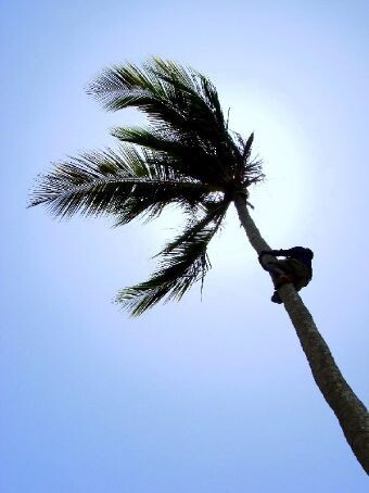climb palm tree