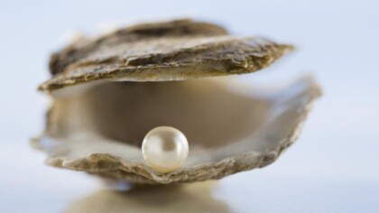 pearl shell haiku