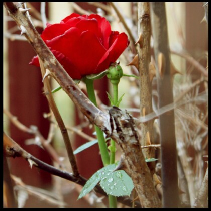 rose and thorns: Ghazal