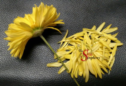 Chrysanthemum flower ghazal